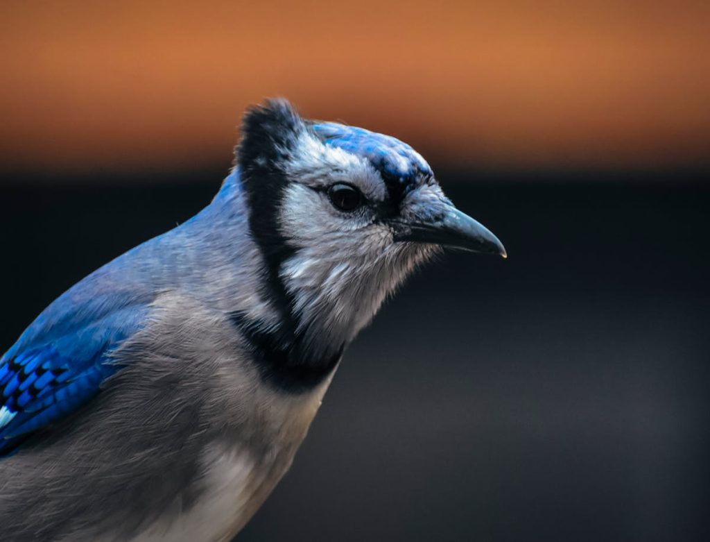 10 Ways to Prevent Bluebird Predators